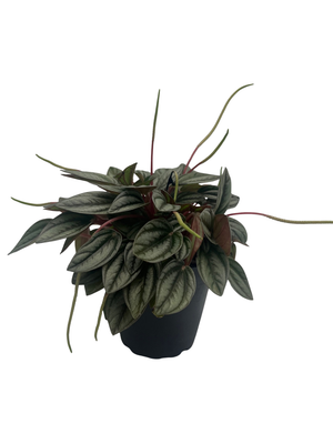San Marino Peperomia - Peperomia caperata - Live Houseplant - 4" Pot