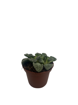 Dinosaur Foot Living Stone Plant - Titanopsis Calcarea - Collector's Series - 2" Pot