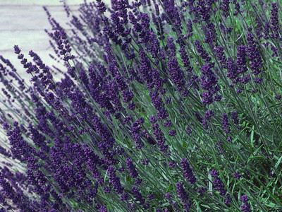 Hidcote Blue Lavender Herb - Lavandula angustifolia - Live Plant - Gallon Pot