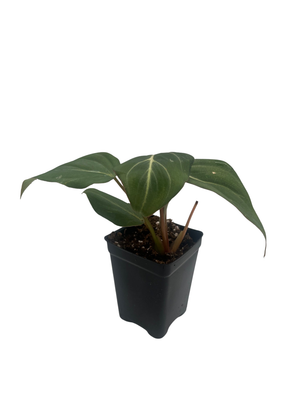 Rare Gloriosum Philodendron - 2.5" Pot - Live Houseplant