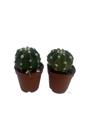 Rose Pin Cushion Cactus - Echinopsis oxygona - 2 Pack 2" Pot