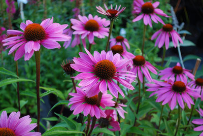 Magnus Coneflower - Echinacea Purpurea - Quart Pot -Perennial