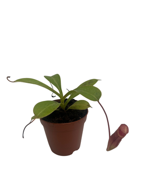 Ventricosa Red Pitcher Plant - Nepenthes lowii - Carnivorous - 2" Pot