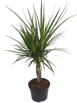Braided Madagascar Dragon Tree - 6" Pot - Dracaena marginata - Live Houseplant
