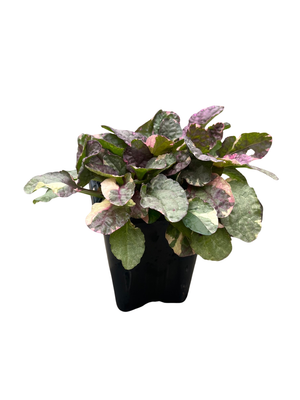 Burgundy Glow Ajuga Plant - Carpet Bugle - Hardy Ground Cover -Quart Pot