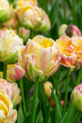 Sprinkle Dip Double Late Tulip - 5 Bulbs - 12/+ cm Bulbs