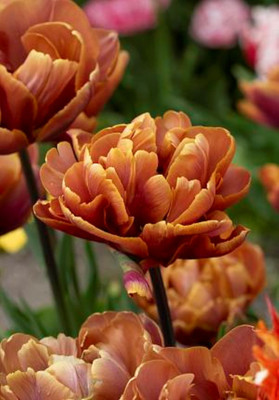 Brazil Double Late Tulip - 12/+ cm Bulbs - 5 Bulbs