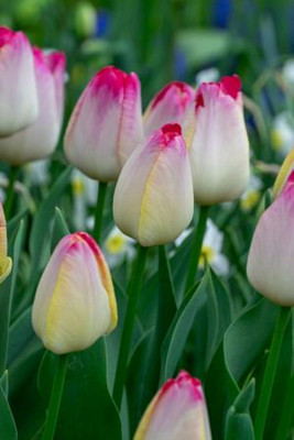 Supri Erotic Triumph Tulip - 5 Bulbs - 12/+ cm Bulbs