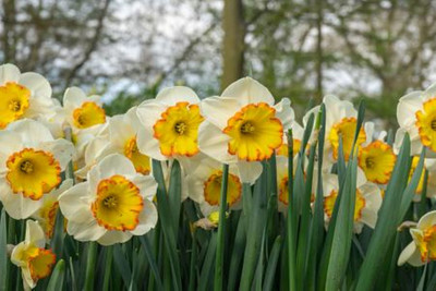Hawaiian Skies Large Cup Daffodil - 5 Bulbs - 14/16 cm Bulbs