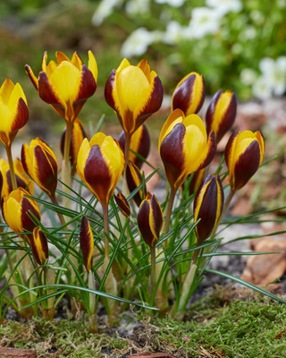 Queen Bee Specie Snow Crocus - 5/+ cm Bulbs -10 Bulbs