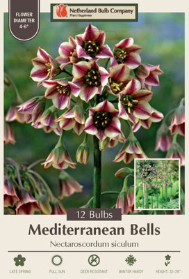 Mediterranean Bells - Nectaroscordum - 12 Bulbs - 8/10 cm Bulbs