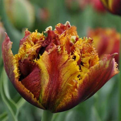 Bastia Double Late Peony Flowered Tulip - 8 Bulbs - 12/+ cm Bulbs