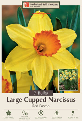 Red Devon Daffodil - Large Cupped Narcissus - 7 Bulbs - 14/16 cm Bulbs