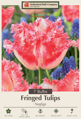 Neglige Fringed Tulips - 7 Bulbs - 12/+ cm Bulbs