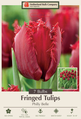Philly Belle Fringed Tulips - 12/+ cm Bulbs -7 Bulbs