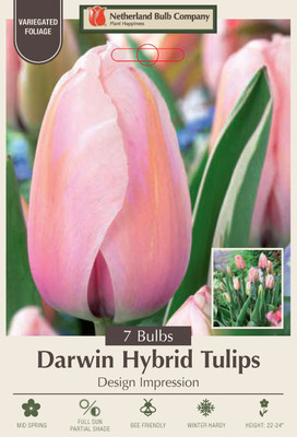 Design Impression Tulip- Darwin Hybrid - Lush Pink and Melon - 7 Bulbs - 12/+ cm Bulbs