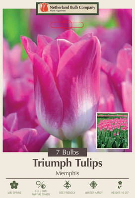 Memphis Triumph Tulip - 7 Bulbs - 12/+ cm Bulbs