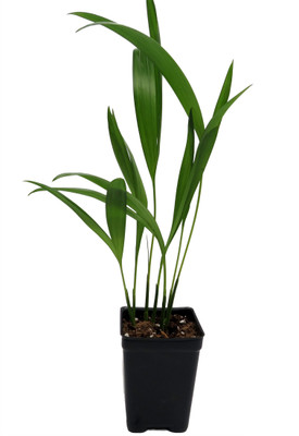 Areca Butterfly Palm - Chrysalidocarpus lutescens - Easy House Plant - 2.5" Pot