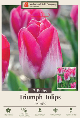 Twilight Triumph Tulip - 7 Bulbs - 12/+ cm Bulbs