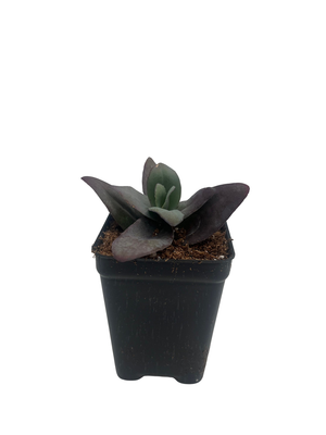 SuperSparkler Blue Ox Sedum - Succulent Plant - 2.5" Pot