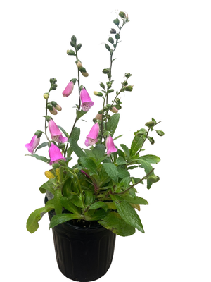 Pink Panther Foxglove - Digitalis - Hardy Perennial - Gallon Pot