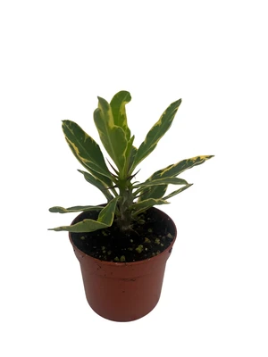 Golden Gem Crown of Thorns Plant -Euphorbia millii - 2.5" Pot