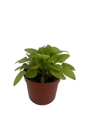 Arctic Fox Tail Micro Miniature African Violet - 2.5" Pot - Violet Collector's Series