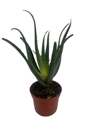 Solar Flare Aloe Plant - 2.5" Pot - Live Houseplant