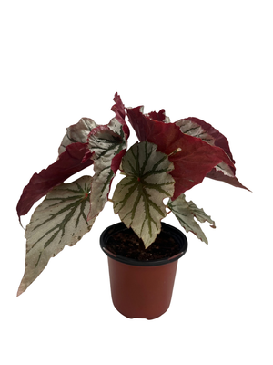 Looking Glass Angel Wing Begonia - 4" Pot - Great Houseplant