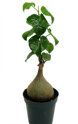 Big Foot- Gerrardanthus Macrorhizus- Live Houseplant - 4" pot