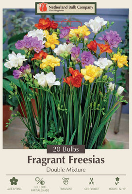 Double Mixed Freesia - Fragrant Freesia- 20 Bulbs - 6/+ cm Bulbs