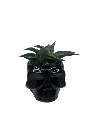 Spooky Black Skull Ceramic Planter with Surprise Haworthia Plant - 2.5" Pot