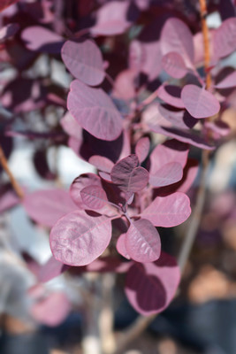 Velveteeny Smoke Bush - Cotinus coggygria - 2.5" Pot