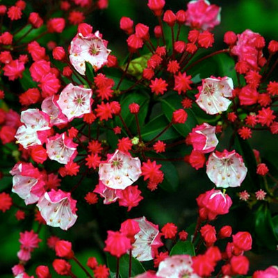 Olympic Fire Mountain Laurel - Kalmia latifolia - Very Hardy - 4" Pot