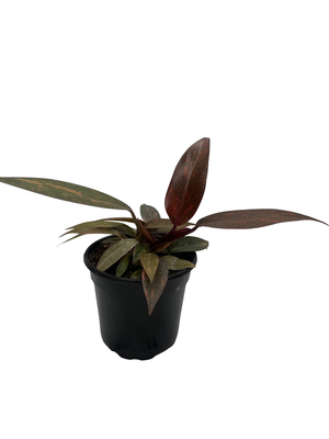 Rare Orange Princess Philodendron - 4" Pot - Collector's Series