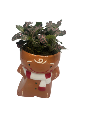 Gingerbread Jolly Ceramic Planter with Surprise 3.5" Houseplant