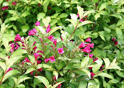 My Monet Purple Effect Weigela Proven Winners 4 Pot Hirt S Gardens