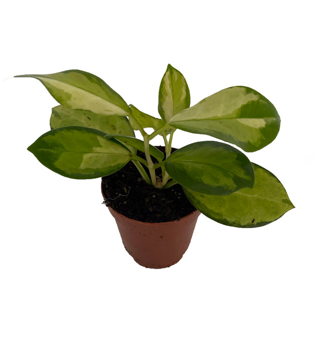 Krimson Queen Wax Plant Hoya 4" Pot Hirt's Gardens