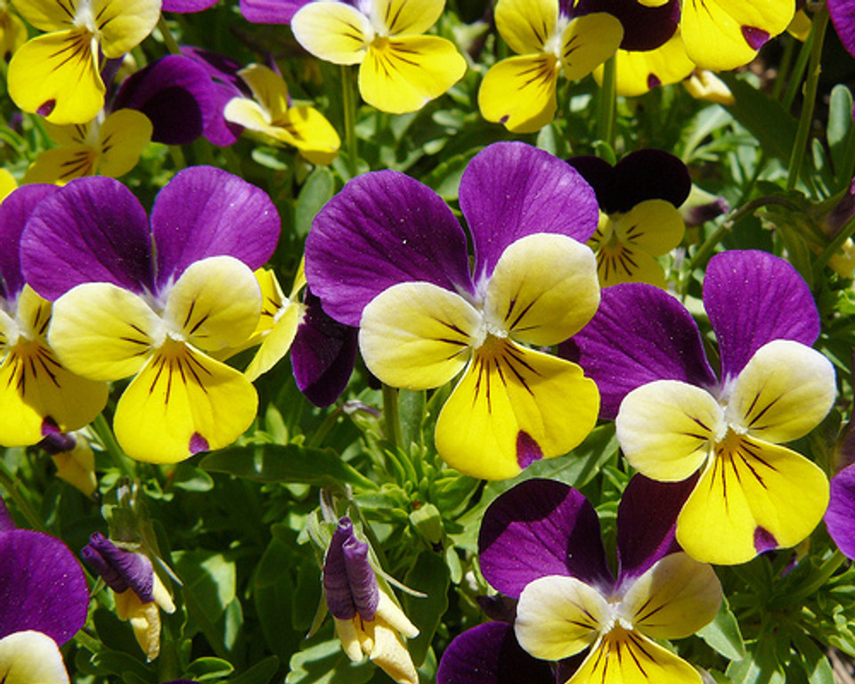 Penny Purple Picotee Viola - 25 Seeds - Hirt's Gardens