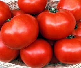 Calypso Tomato 20 Seeds High Yields Hirt's Gardens