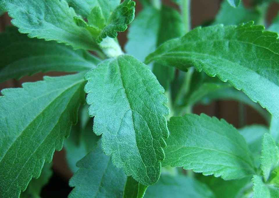 Sugar Plant Herb 15 SeedsStevia Hirt's Gardens