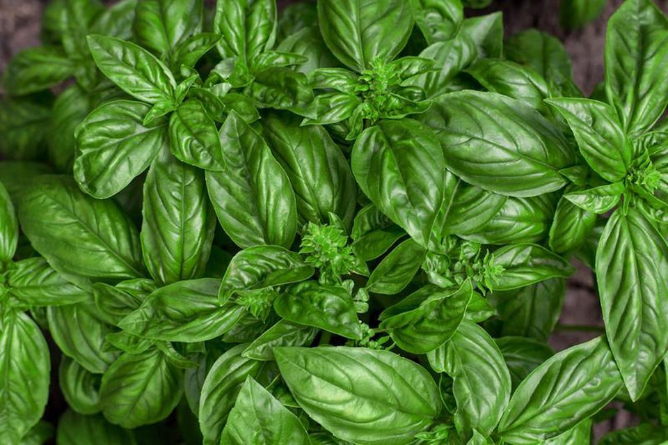 Italian Genovese Basil Seeds6 gramsCertified Organic Hirt's Gardens