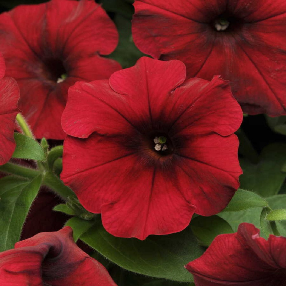 Blue Wave Petunia 10 Seeds Annual Hirt's Gardens