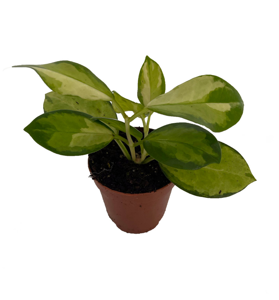 Krimson Queen Wax Plant Hoya 4" Pot Hirt's Gardens