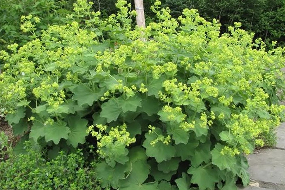 Auslese Lady's Mantle Perennial Alchemilla Live Plant Quart Pot
