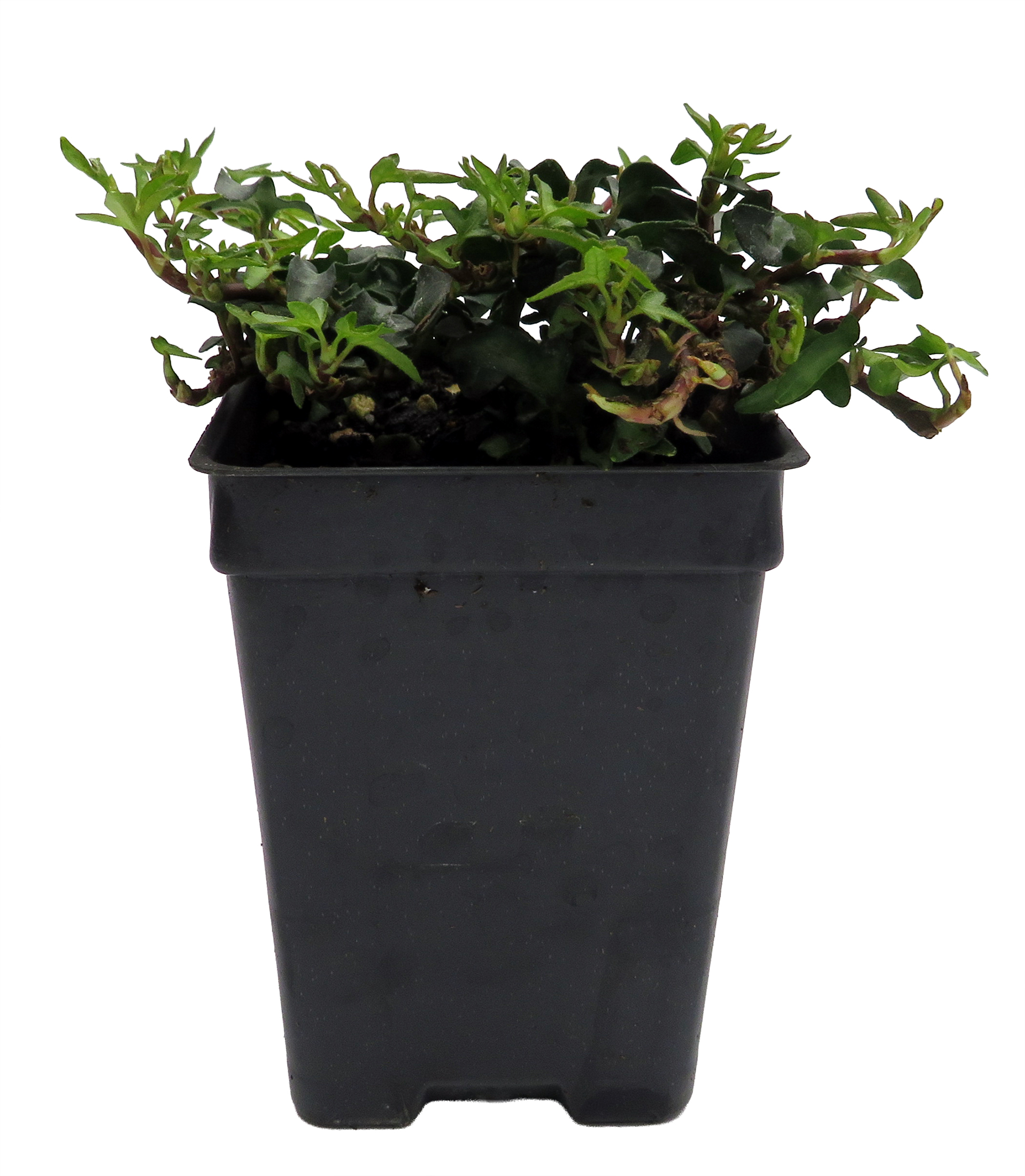 miniature hanging plants Artisan Hanging Planter main image 1