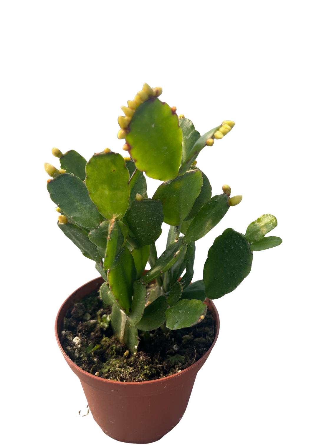 White Easter Cactus - Rhipsalidopsis - 6" Pot - Rare - Hirt's Gardens
