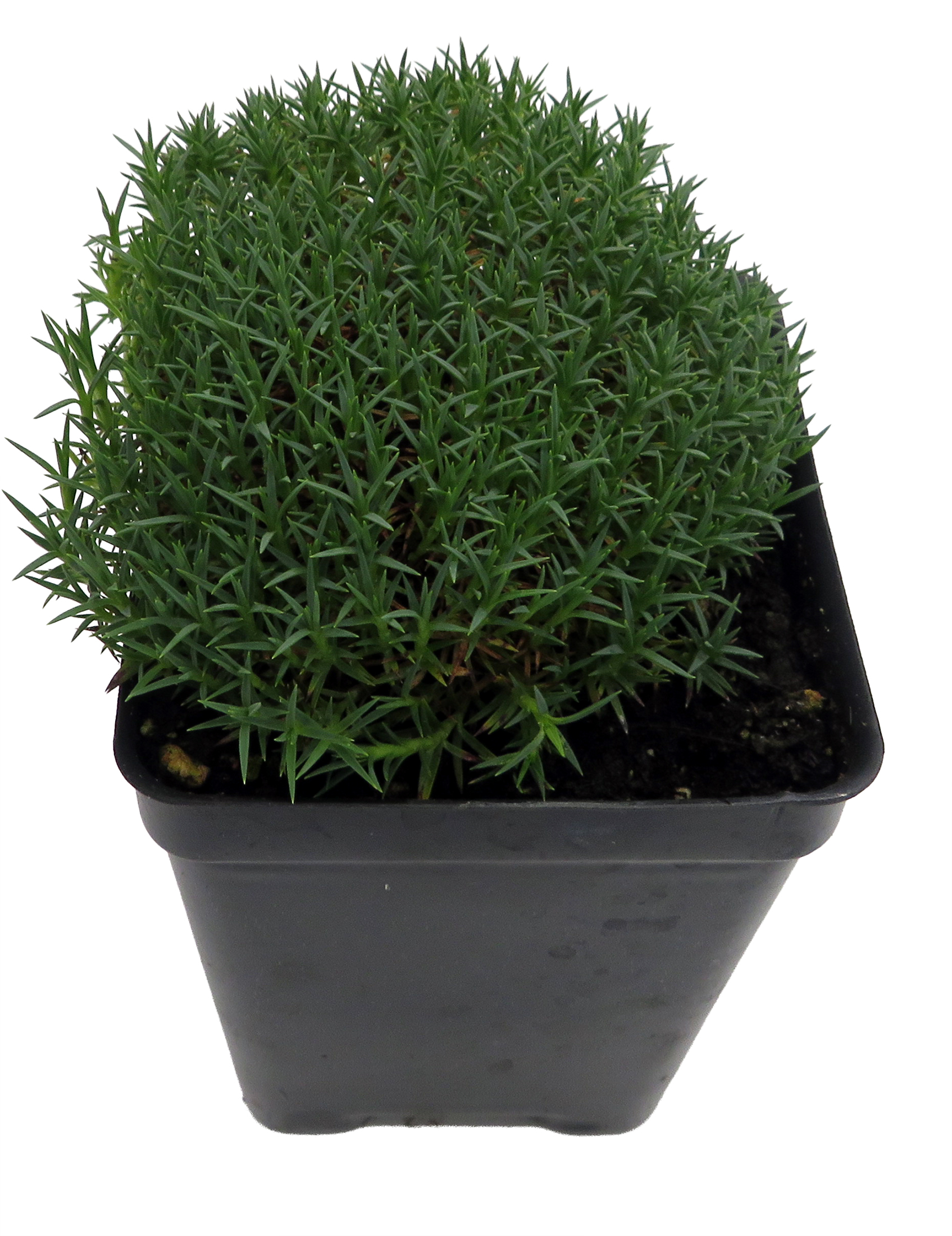 ferm plant box large Ferm Living Plant Box Two-Tier