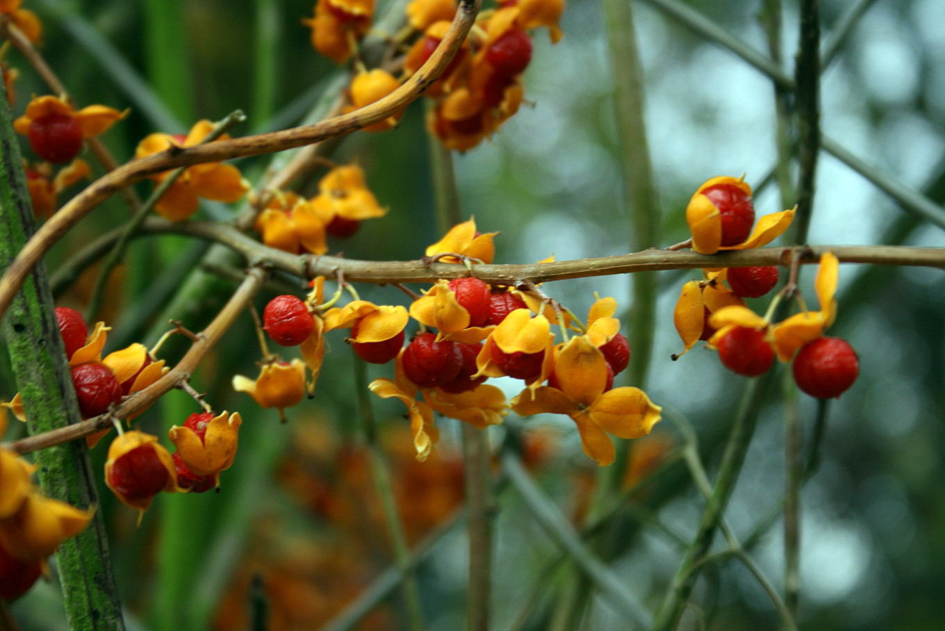 Bittersweet Celastrus Scandens Outside Vine 2 5 Pot Hirt S Gardens