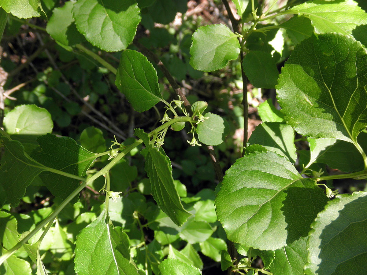 Bittersweet Celastrus Scandens Outside Vine 2 5 Pot Hirt S Gardens